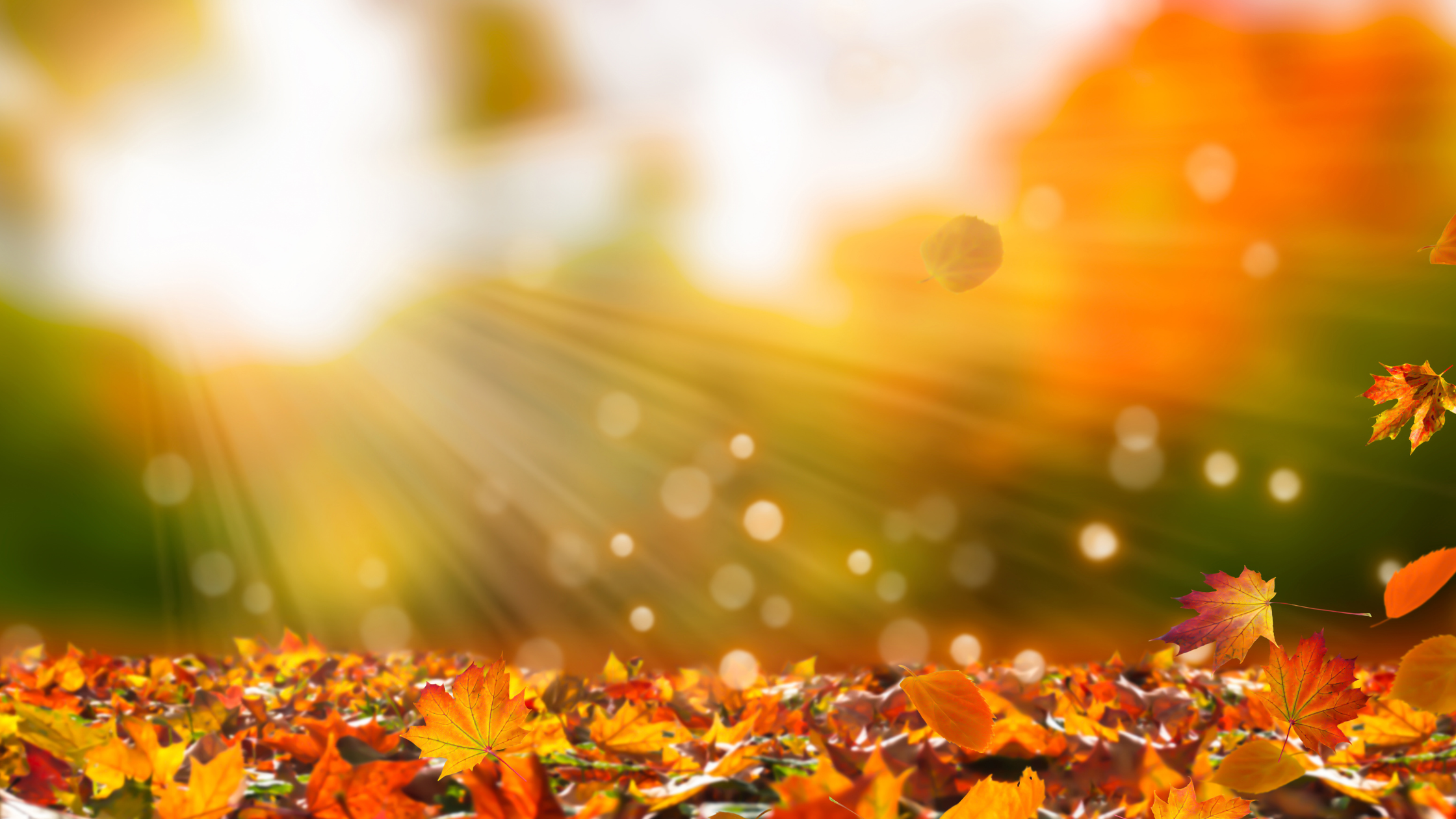 Autumn Leaves
